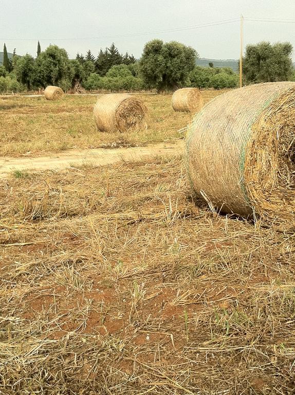 Masseria Torremossa Φαζάνο Εξωτερικό φωτογραφία